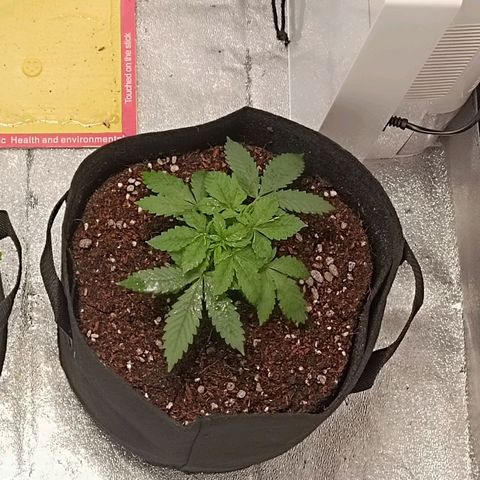 GSC growlog photo: Transplanted to 3gal fabric pot