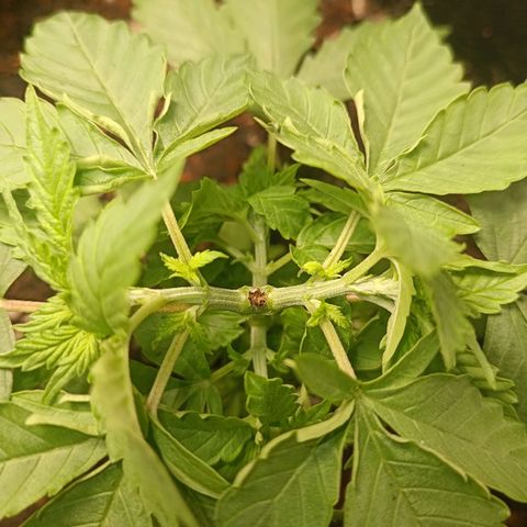 GSC growlog timeline photo