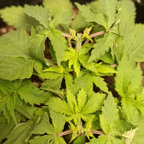 GSC growlog timeline photo
