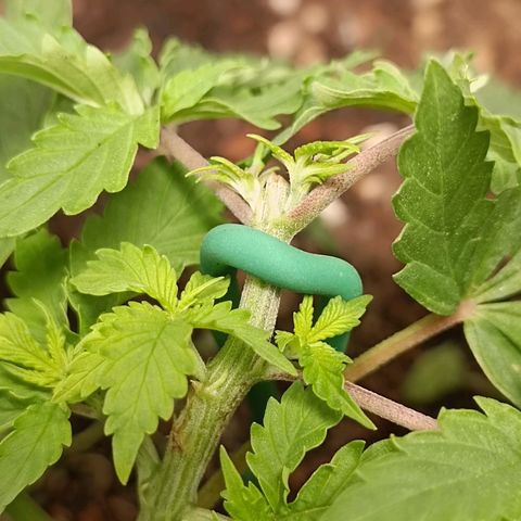 GSC growlog timeline photo