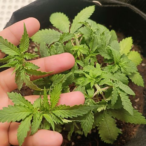 GSC growlog timeline photo