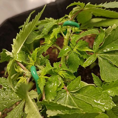 GSC growlog timeline photo