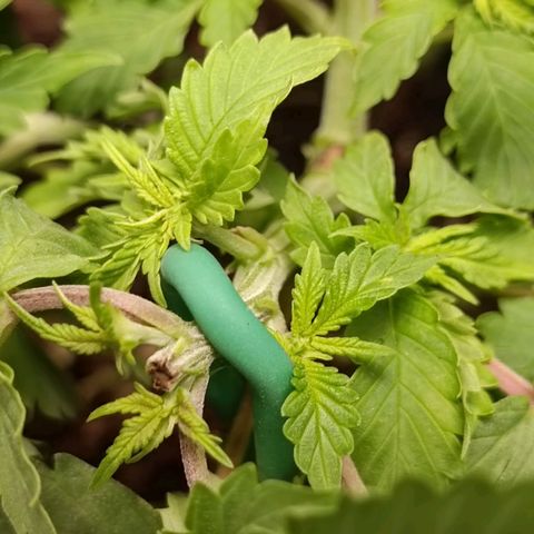GSC growlog timeline photo