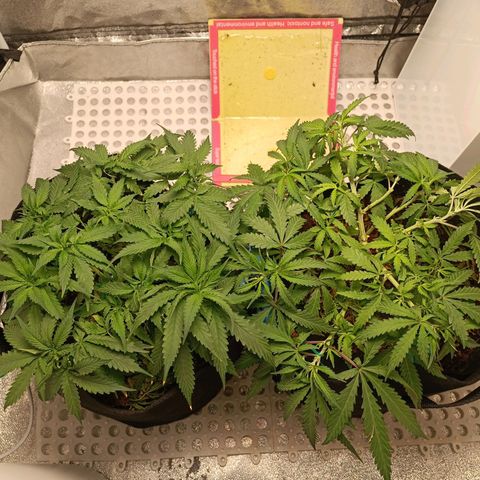 GG4 growlog timeline photo