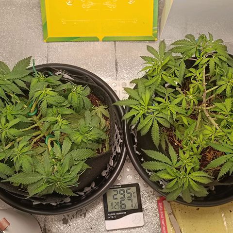 GG4 growlog photo: Defo
