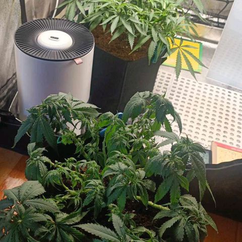 GSC growlog timeline photo