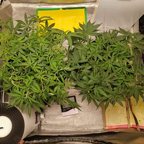 GSC growlog timeline photo