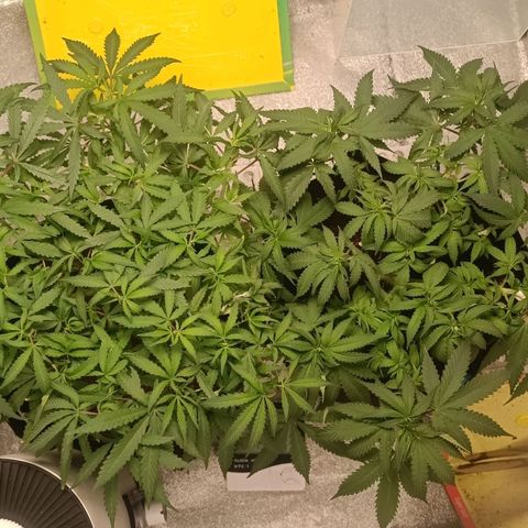 GSC growlog timeline photo