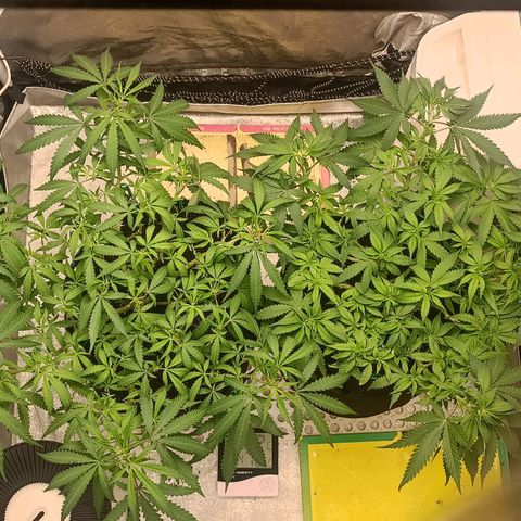 GG4 growlog timeline photo