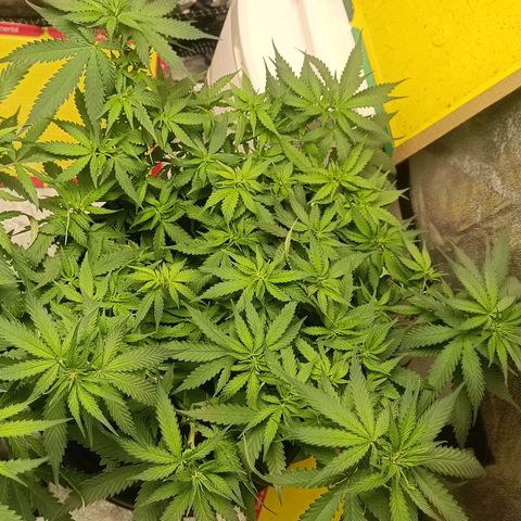GSC growlog timeline photo