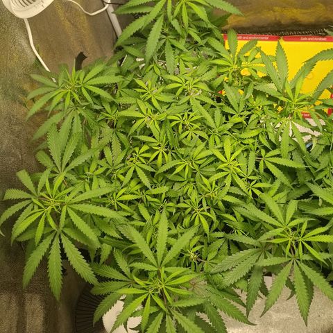 GG4 growlog timeline photo