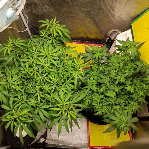 GSC growlog photo: Day 5