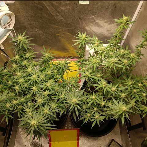 GSC growlog timeline photo