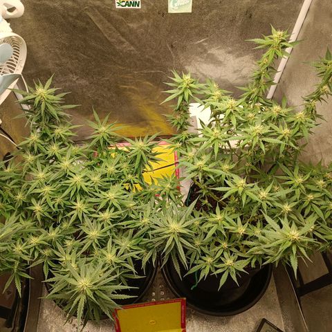 GSC growlog timeline photo