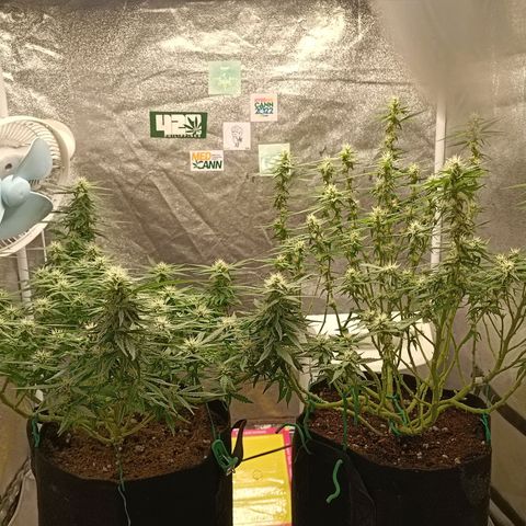 GSC growlog timeline photo