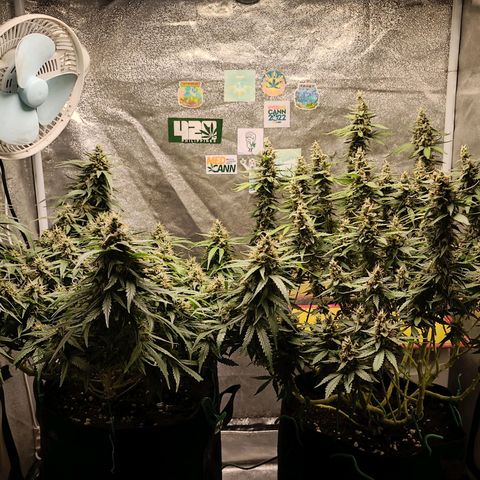 GSC growlog photo: Week 7