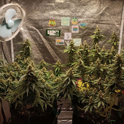GSC growlog photo: Week 7