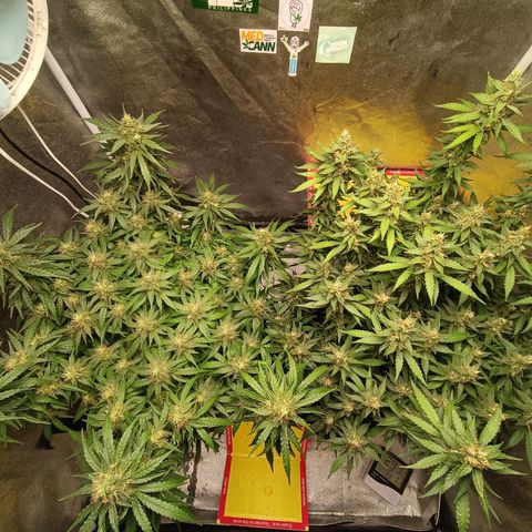 GSC growlog photo: Week 7