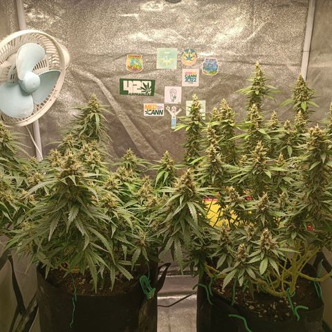 GSC growlog photo: Week 7