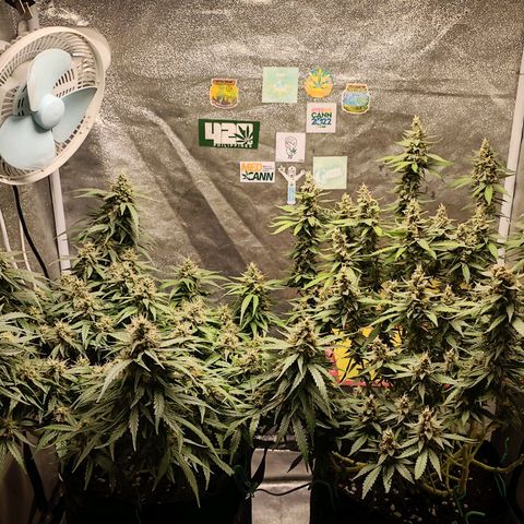 GSC growlog photo: Week 7
