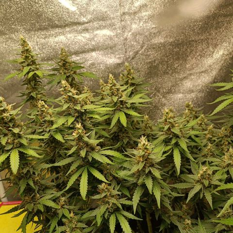 GSC growlog timeline photo