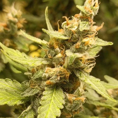 GSC growlog timeline photo