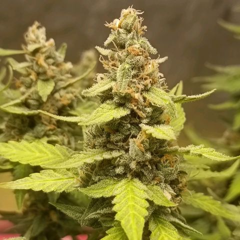 GSC growlog timeline photo