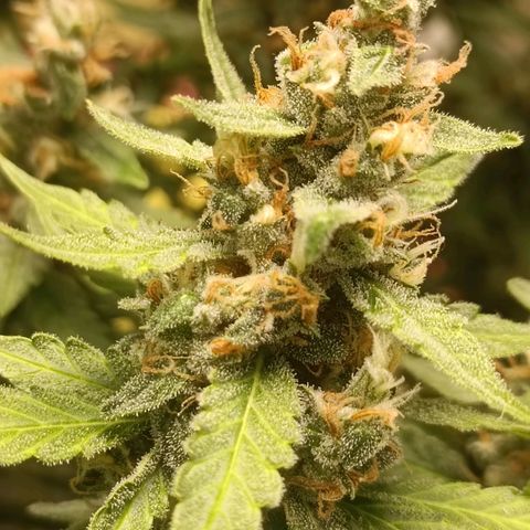 GSC growlog timeline photo