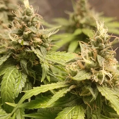 GG4 growlog timeline photo
