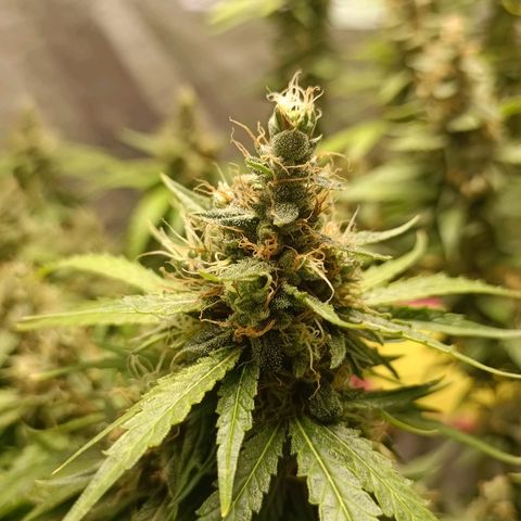 GG4 growlog timeline photo