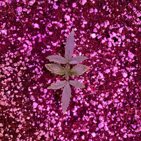 White Fire 43 (WiFi 43) growlog timeline photo