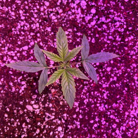 White Fire 43 (WiFi 43) growlog timeline photo