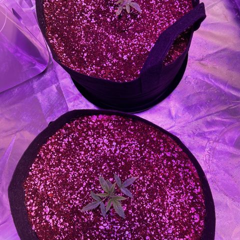 White Fire 43 (WiFi 43) growlog timeline photo