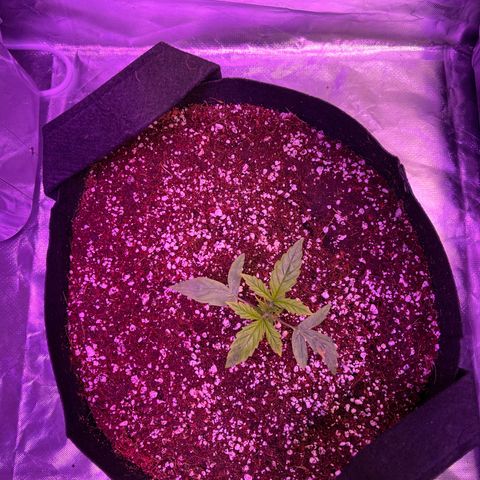 White Fire 43 (WiFi 43) growlog timeline photo