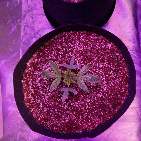 White Fire 43 (WiFi 43) growlog timeline photo