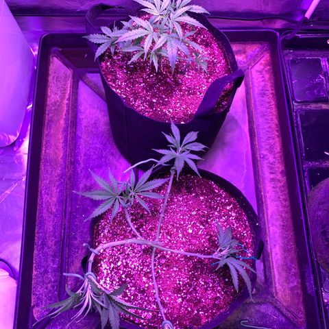White Fire 43 (WiFi 43) growlog timeline photo