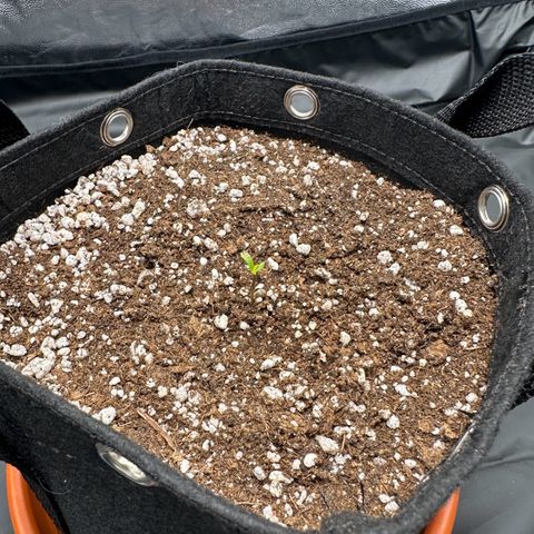 Moby Dick growlog photo: saindo os cotilédones