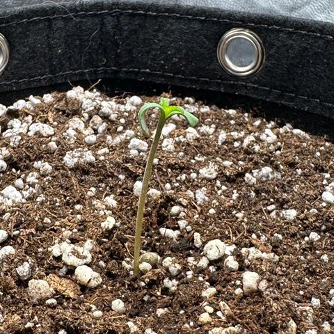 Moby Dick growlog photo: deu uma esticada. vou aproximar mais o led