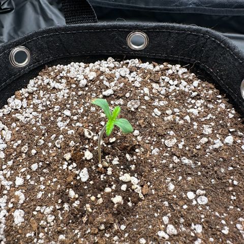 Moby Dick growlog photo: plantinha 