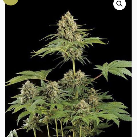 Moby Dick growlog timeline photo