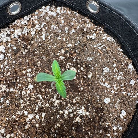 Moby Dick growlog timeline photo