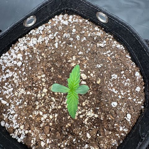 Moby Dick growlog timeline photo