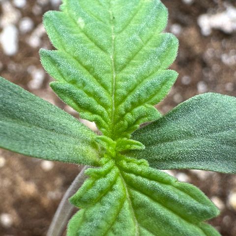 Moby Dick growlog photo: mais folhas hehe