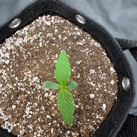 Moby Dick growlog photo: crescendo lento. chutonser por falta de nutriente 