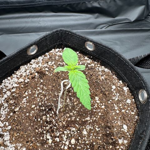 Moby Dick growlog photo: precisei colocar uma tala nela por conta do estiolamento