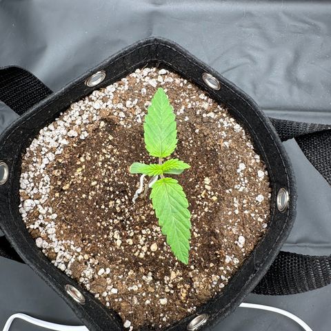Moby Dick growlog photo: deu uma boa evoluída depois do flowermind 