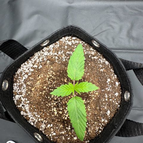 Moby Dick growlog timeline photo