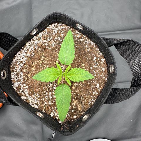 Moby Dick growlog timeline photo