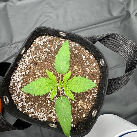 Moby Dick growlog timeline photo