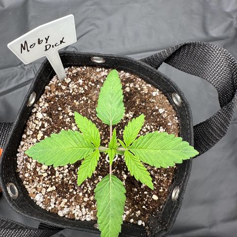 Moby Dick growlog timeline photo